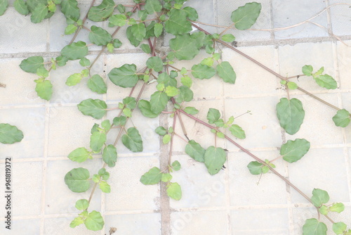 Punarnava flower plant on roadside photo