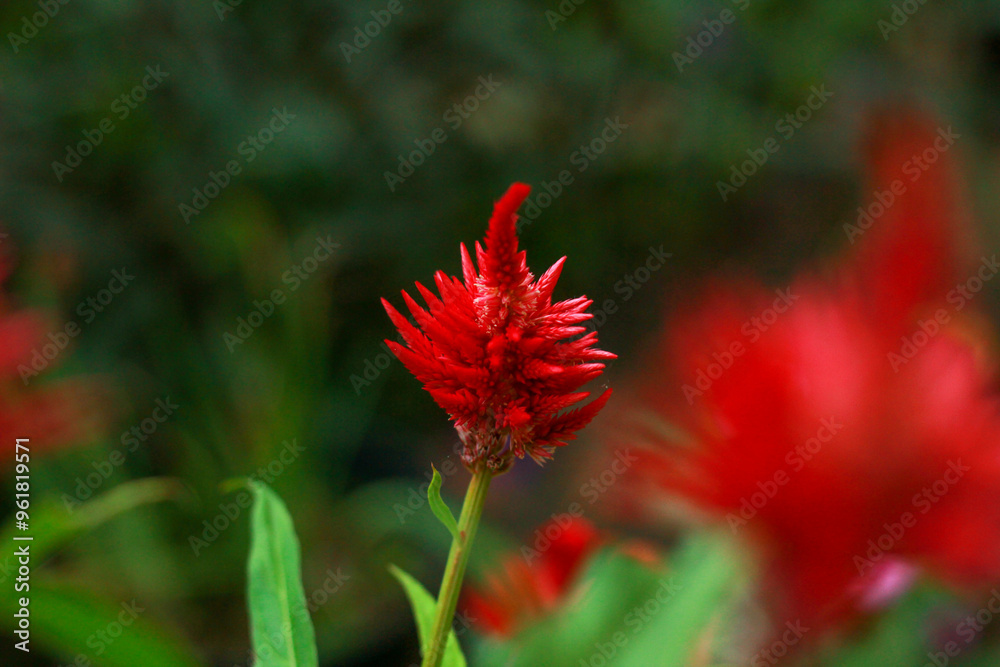 Scarlet celosia flower in a garden setting. Blurred background creates a soft, natural atmosphere. Scarlet celosia flower in a garden setting. Blurred background creates a soft, natural atmosphere.
