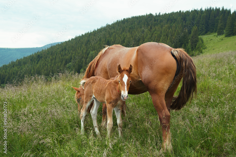 A brown bay horse with a tail and resting foal graze among meadow in tall grass. Concept animal farm, red thoroughbred horse, breed horses, chestnut horse. Image for your design A brown bay horse with a tail and resting foal graze among meadow in tall grass. Concept animal farm, red thoroughbred horse, breed horses, chestnut horse. Image for your design