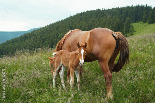 A brown bay horse with a tail and resting foal graze among meadow in tall grass. Concept animal farm, red thoroughbred horse, breed horses, chestnut horse. Image for your design