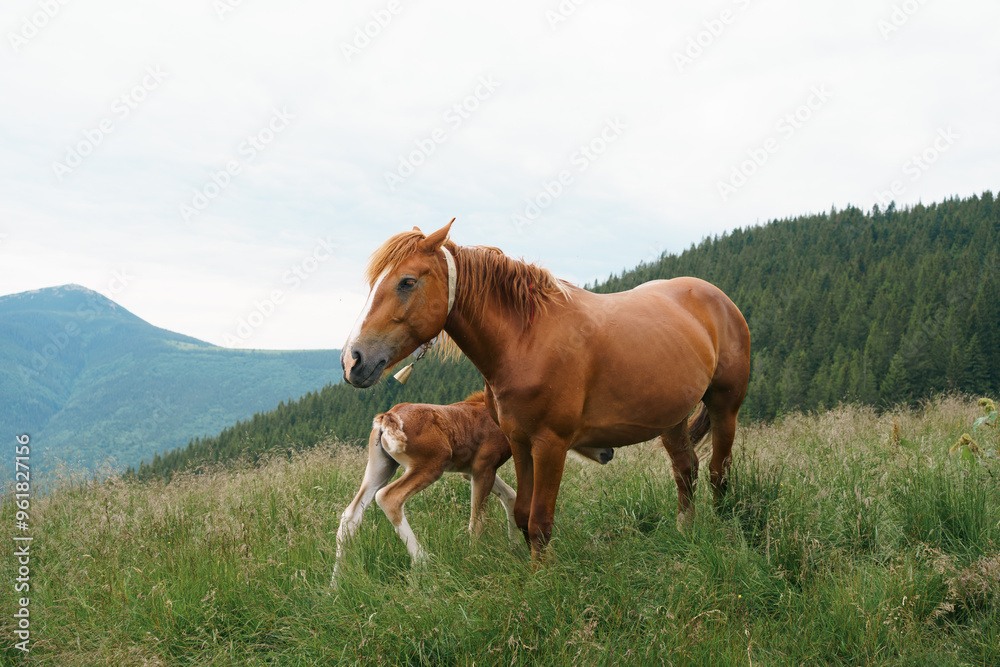 A brown bay horse with a tail and long mane, a bell and foal with a blemish among a meadow in tall grass on the mountain background. Animal farm, red thoroughbred horse, breed horses, chestnut horse A brown bay horse with a tail and long mane, a bell and foal with a blemish among a meadow in tall grass on the mountain background. Animal farm, red thoroughbred horse, breed horses, chestnut horse