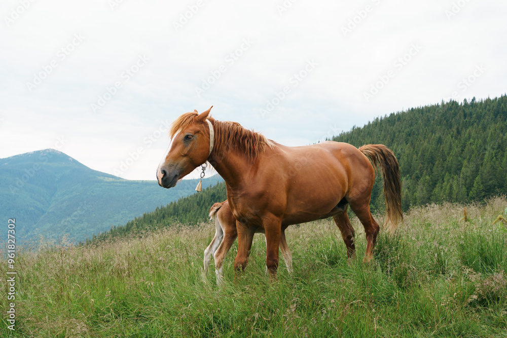 A brown bay horse with a tail and long mane and foal with a blemish among a meadow in tall grass on the mountain background. Concept animal farm, red thoroughbred horse, breed horses, chestnut horse A brown bay horse with a tail and long mane and foal with a blemish among a meadow in tall grass on the mountain background. Concept animal farm, red thoroughbred horse, breed horses, chestnut horse