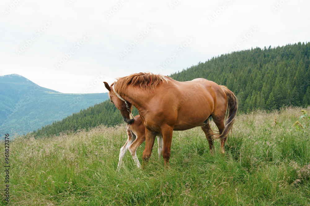 A brown bay horse with a tail and a long mane and a foal with a blemish playing among a meadow in tall grass. Concept animal farm, red thoroughbred horse, breed horses, chestnut horse A brown bay horse with a tail and a long mane and a foal with a blemish playing among a meadow in tall grass. Concept animal farm, red thoroughbred horse, breed horses, chestnut horse