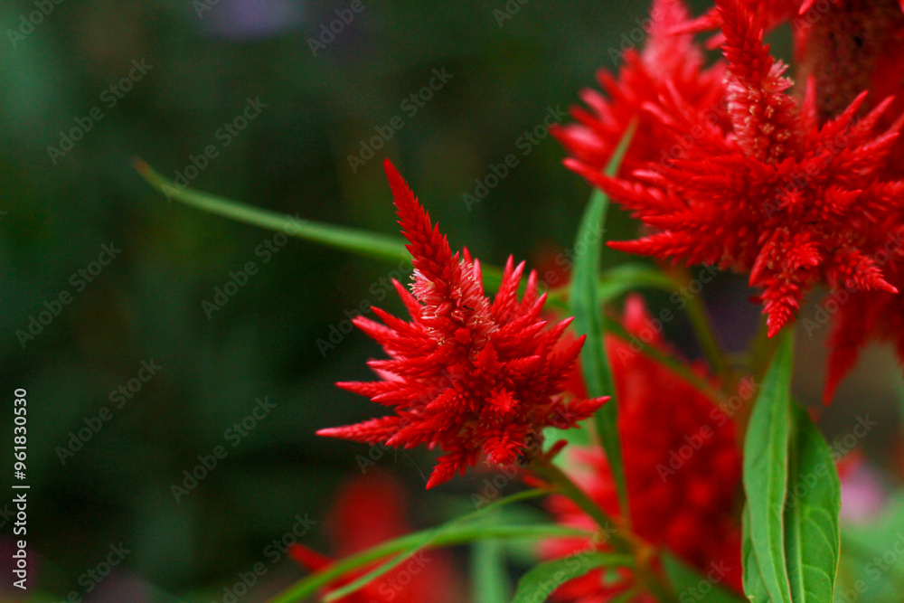 Scarlet celosia flower in a garden setting. Blurred background creates a soft, natural atmosphere. Scarlet celosia flower in a garden setting. Blurred background creates a soft, natural atmosphere.