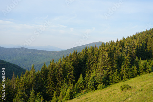 Mountainside landscape with a view of coniferous forest, mountains and sky. The concept of pure nature, recreation, hiking. Image for your design