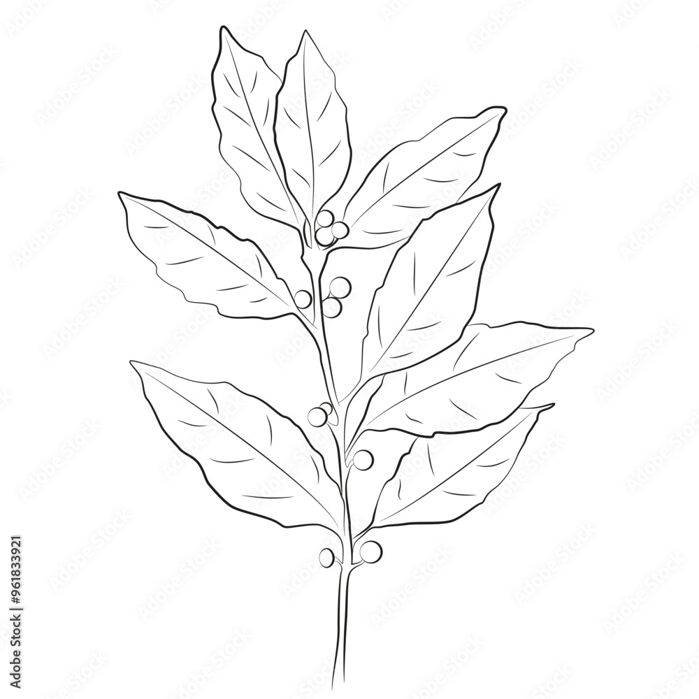 Bay leaf one line drawing.
Kitchen edible herbs and spices outline drawing. Contour bay leaves on white background. Bay leaf one line drawing.
Kitchen edible herbs and spices outline drawing. Contour bay leaves on white background.