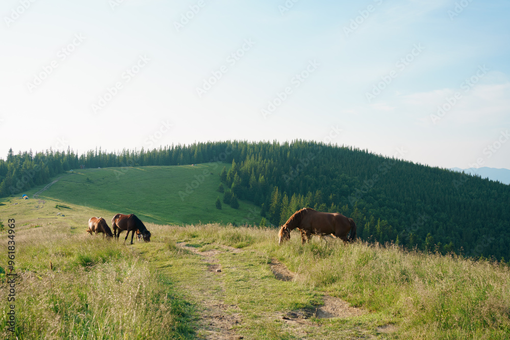 Three brown bay horses with long mane graze among meadow in tall grass illuminated by the morning sun. animal farm, red thoroughbred horse, breed horses, chestnut horse, regal horse. Image for design