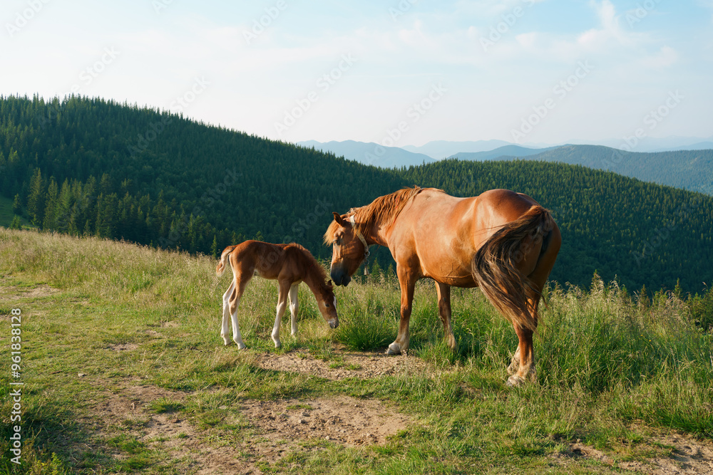 A brown bay horse with a long mane, tail and a foal with a blemish graze among a meadow in tall grass. Concept animal farm, red thoroughbred horse, breed horses, chestnut horse. Image for your design A brown bay horse with a long mane, tail and a foal with a blemish graze among a meadow in tall grass. Concept animal farm, red thoroughbred horse, breed horses, chestnut horse. Image for your design