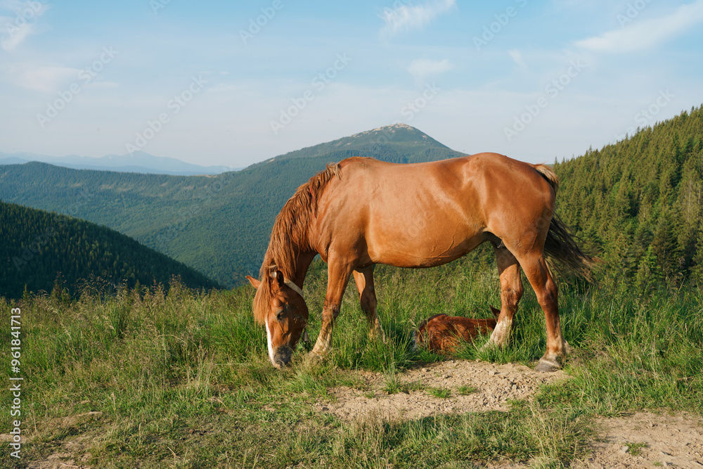 A brown bay horse with a tail and a resting foal graze among a meadow in tall grass. Concept animal farm, red thoroughbred horse, breed horses, chestnut horse. Image for your design A brown bay horse with a tail and a resting foal graze among a meadow in tall grass. Concept animal farm, red thoroughbred horse, breed horses, chestnut horse. Image for your design