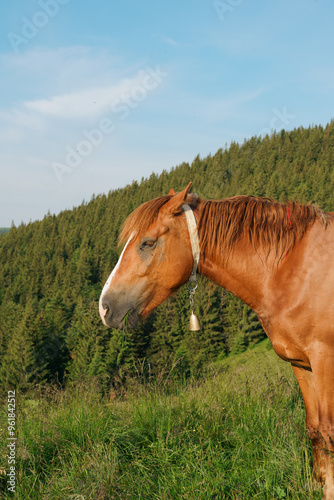 A vertical image of a brown bay horse with a long mane, blemish and a bell on its neck is grazing among meadow on the forest. Concept animal farm, red thoroughbred horse, breed horses, chestnut horse