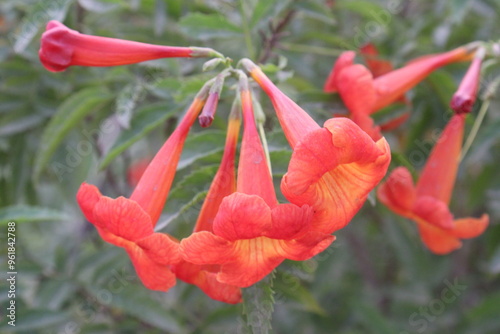 Tecomaria capensis flower plant on nursery photo