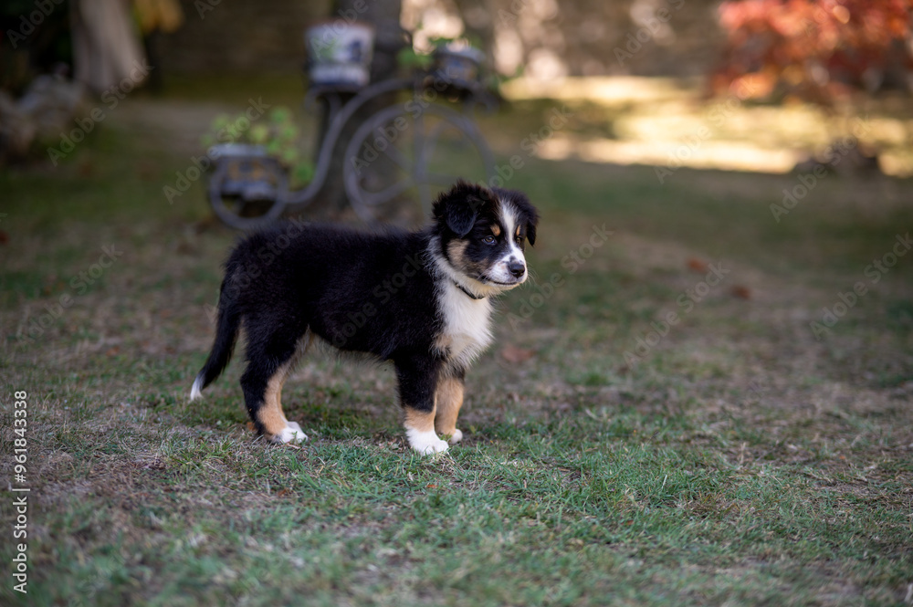 Tricolor black and white puppy australian shepherd in the garden Tricolor black and white puppy australian shepherd in the garden