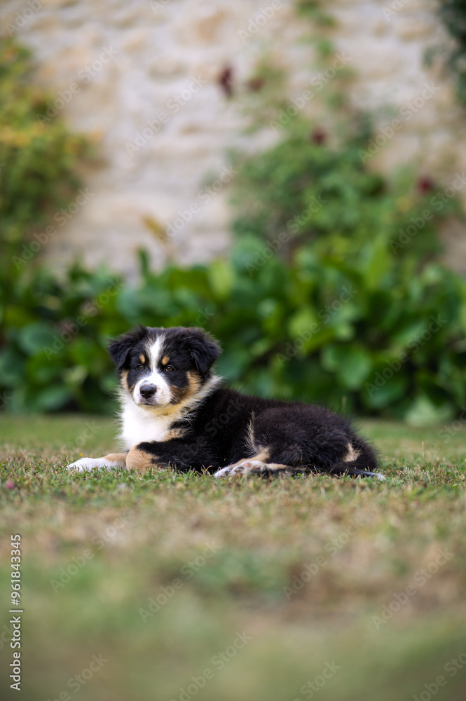 Tricolor black and white puppy australian shepherd in the garden Tricolor black and white puppy australian shepherd in the garden