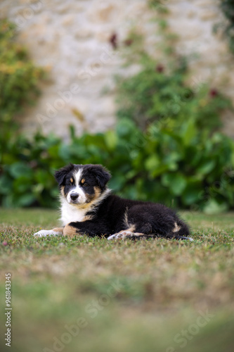 Tricolor black and white puppy australian shepherd in the garden