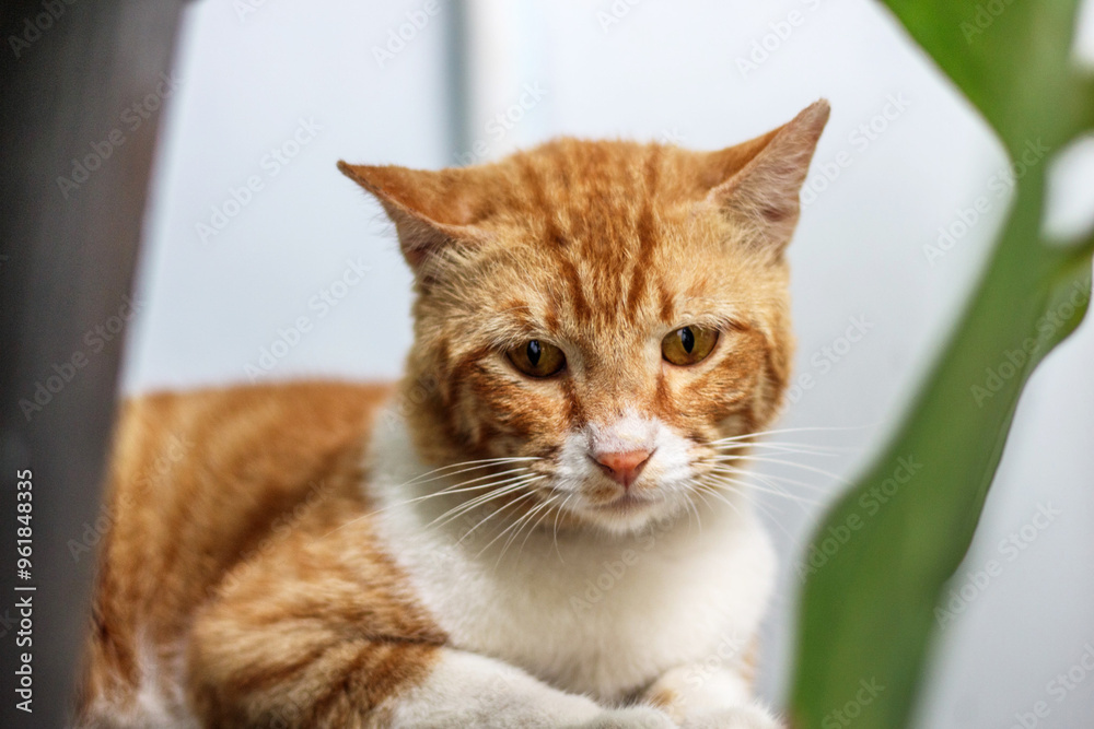 A beautiful orange striped domestic cat with an adorable, cute and funny expression. A beautiful orange striped domestic cat with an adorable, cute and funny expression.