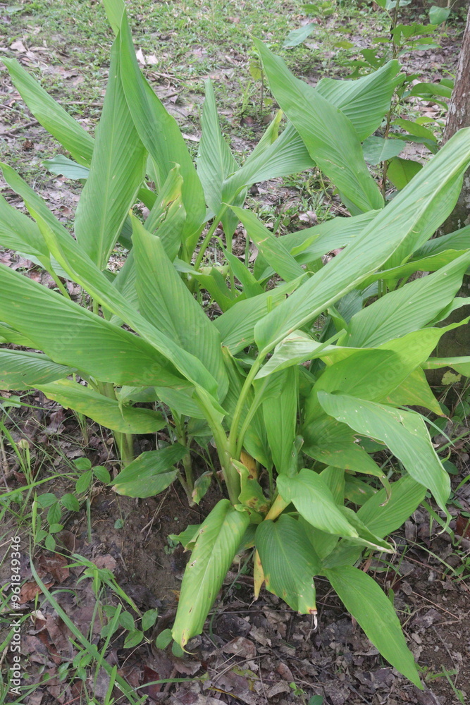 Fototapeta premium turmeric plant on pot in farm