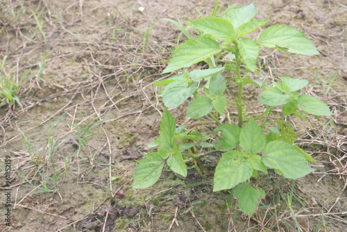 Typhonium trilobatum also called Bengal Arum plant