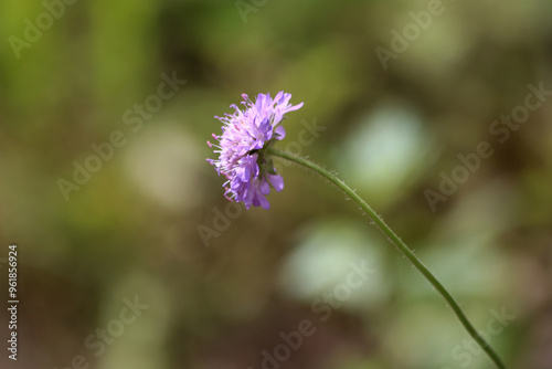 Lilac wildflower Knautia arvensis on a long stem. photo