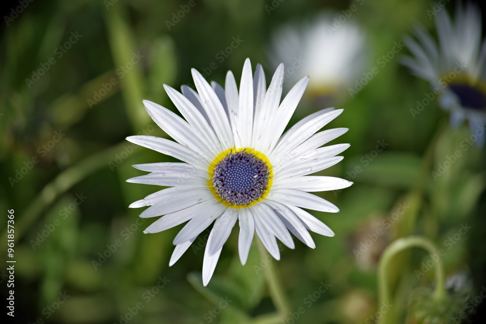 Obraz premium Arctotis Venusta