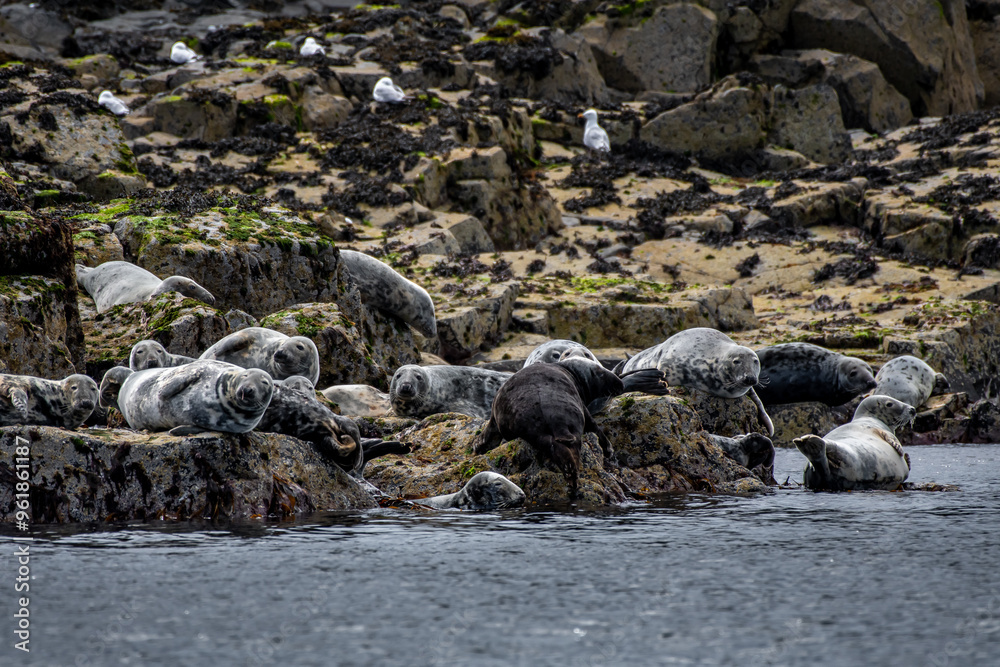 Obraz premium Colony With Group Of Atlantic Grey Seals (Halichoerus Grypus) On The Isle Of May In The Firth Of Forth Near Anstruther In Scotland