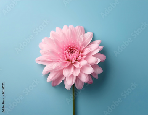  Pink chrysanthemum flower on a light blue background, symbolizing floral minimalism. _1(737) photo