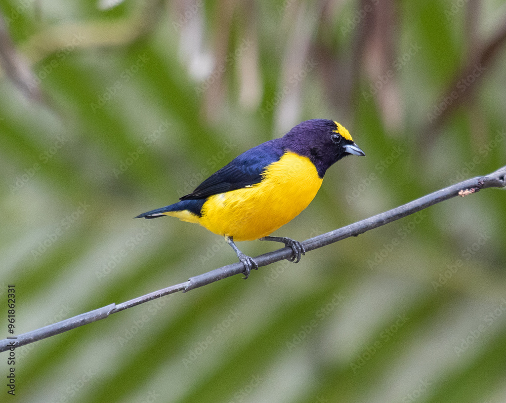 Fototapeta premium black and yellow songbird