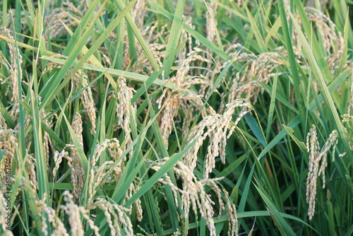 Japanese Rice is ripening all over the fields in Hiroshima Prefecture, Japan. Rice Fields in Hiroshima, Japan.