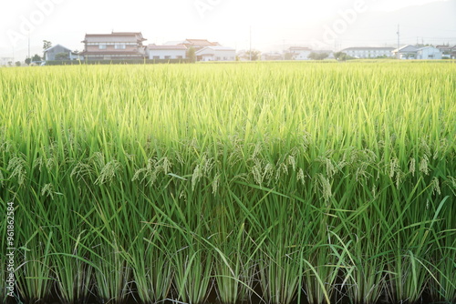 Japanese Rice is ripening all over the fields in Hiroshima Prefecture, Japan. Rice Fields in Hiroshima, Japan.