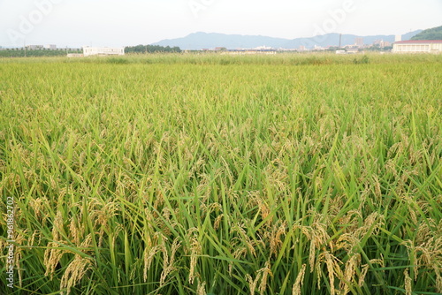 Japanese Rice is ripening all over the fields in Hiroshima Prefecture, Japan. Rice Fields in Hiroshima, Japan.