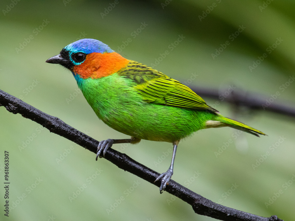 Fototapeta premium colorful bird on a branch