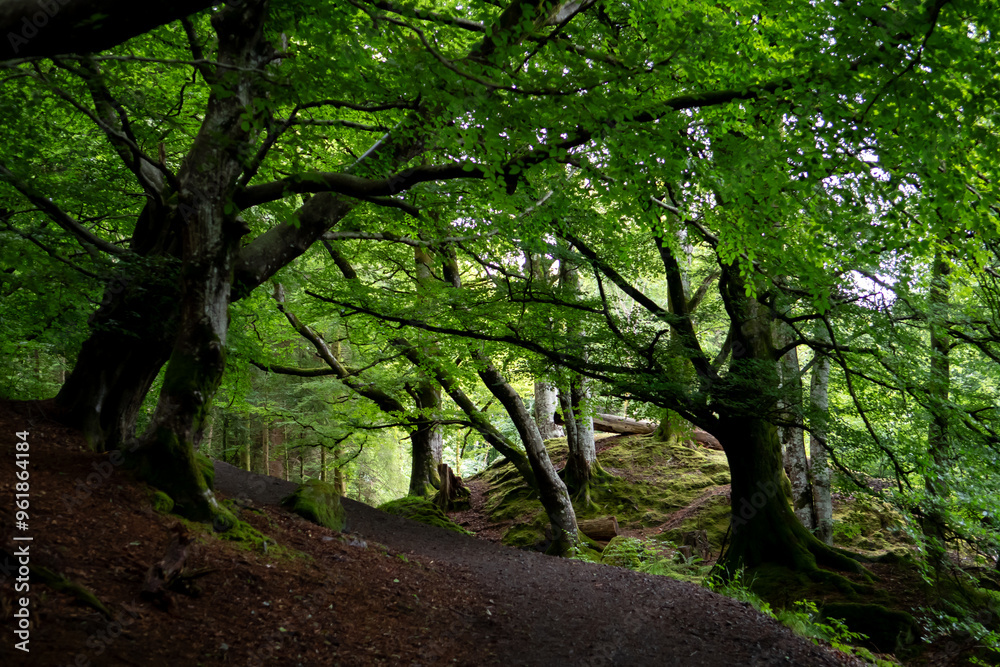 Hiking Path Through Mystic Forest To Bracklinn Falls In Village Callander Near Stirling In Scotland, UK Hiking Path Through Mystic Forest To Bracklinn Falls In Village Callander Near Stirling In Scotland, UK