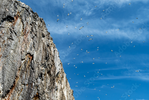 Colony Of Nesting Seabirds Northern Gannets (Morus Bassanus) On Bass Rock Island In The Atlantic Ocean Of Firth of Forth At North Berwick Near Edinburgh In Scotland