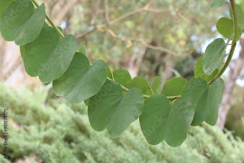 green leaves of Orchid tree (Bauhinia variegata) photo