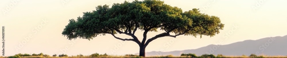 A lone oak tree, strong trunk, widespread branches, minimalistic style, isolated on white background A lone oak tree, strong trunk, widespread branches, minimalistic style, isolated on white background