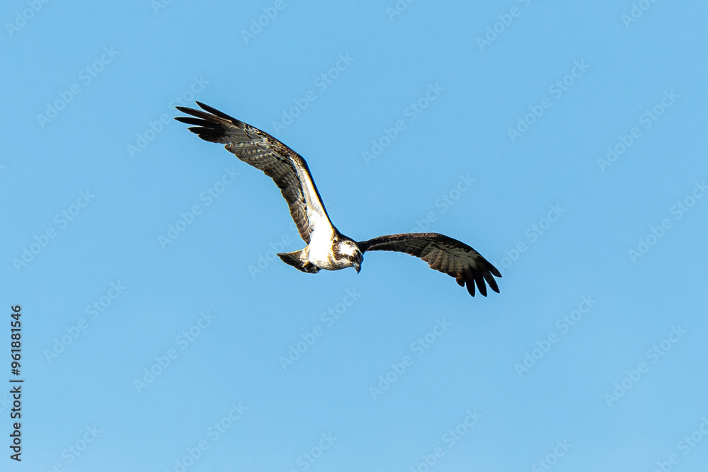 Balbuzard pêcheur, Pandion haliaetus, Western Osprey Balbuzard pêcheur, Pandion haliaetus, Western Osprey