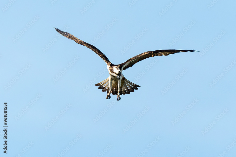 Fototapeta premium Balbuzard pêcheur, Pandion haliaetus, Western Osprey