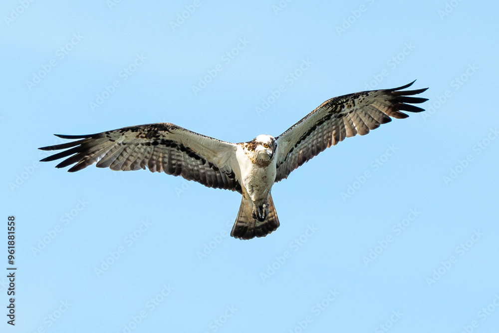 Obraz premium Balbuzard pêcheur, Pandion haliaetus, Western Osprey