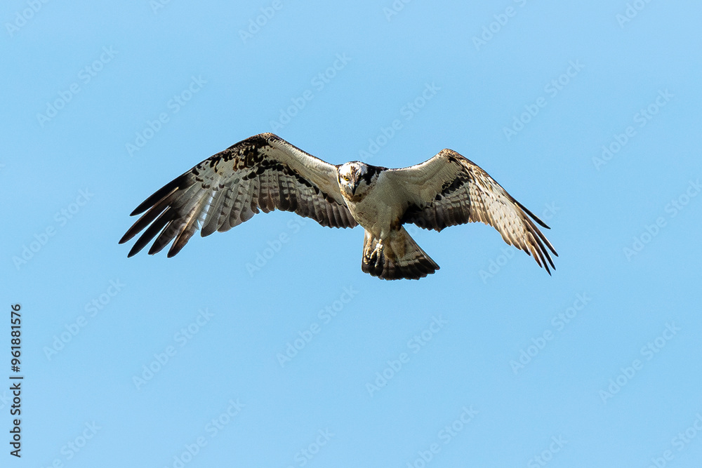 Balbuzard pêcheur, Pandion haliaetus, Western Osprey Balbuzard pêcheur, Pandion haliaetus, Western Osprey