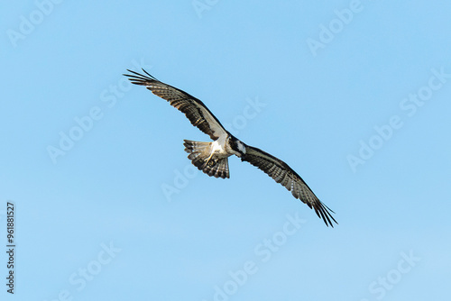 Balbuzard pêcheur, Pandion haliaetus, Western Osprey