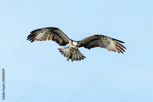 Balbuzard pêcheur, Pandion haliaetus, Western Osprey