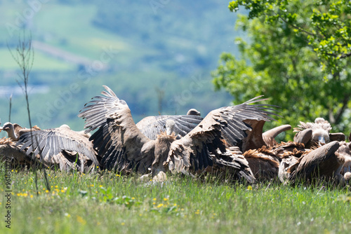 Vautour fauve,.Gyps fulvus, Griffon Vulture,, Vézouillac , Verrières, causse Rouge, Occitanie, Aveyron, 12, France photo