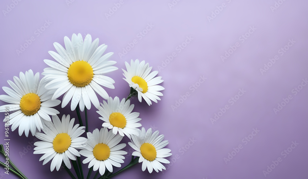 Fototapeta premium white daisies on a purple pastel paper texture background with copy space