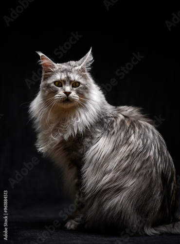 Close-up portrait of a fluffy silver grey maine coon cat sitting in front of a black background