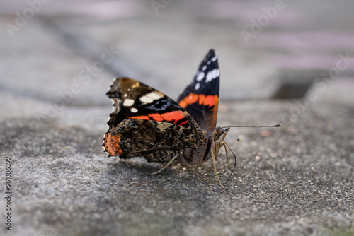 Butterfly admiral sitting on concrete.
 photo