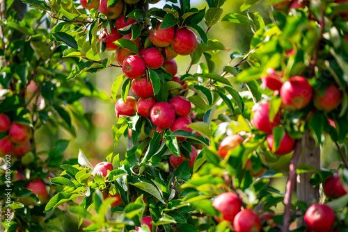 Apple tree. Red apple orchard. Apple garden. Branch of ripe red apples on a tree in a garden. Autumn Harvest.