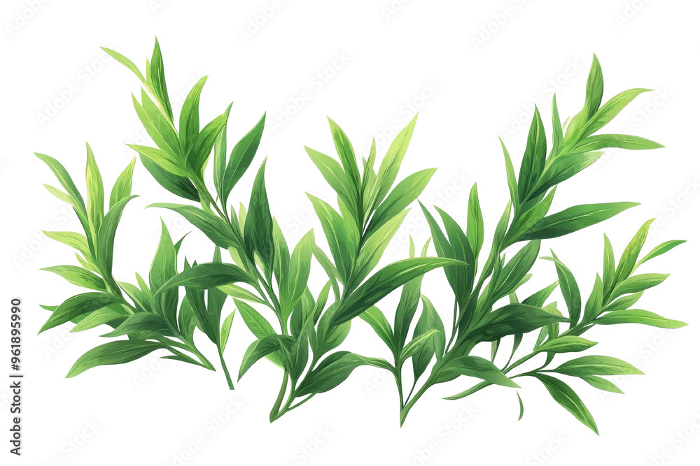 Fototapeta premium A vibrant green herbaceous plant with lush leaves, perfect for adding a natural touch to any design or project.