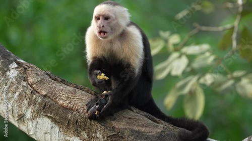 Costa Rica wildlifem monkey feeding banana on the tree. White-headed Capuchin, black monkey sitting and shake one's fist on tree branch in dark tropical forest. Wildlife of Costa Rica, cute animal.