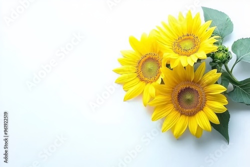 Yellow sunflowers (Helianthus annuus ). Top view, flat lay view with space for text. photo