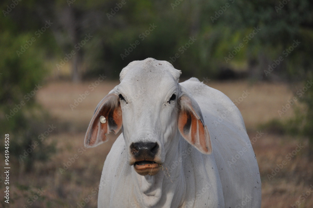 Fototapeta premium White cow graze in outback of Northern Territory in Australia