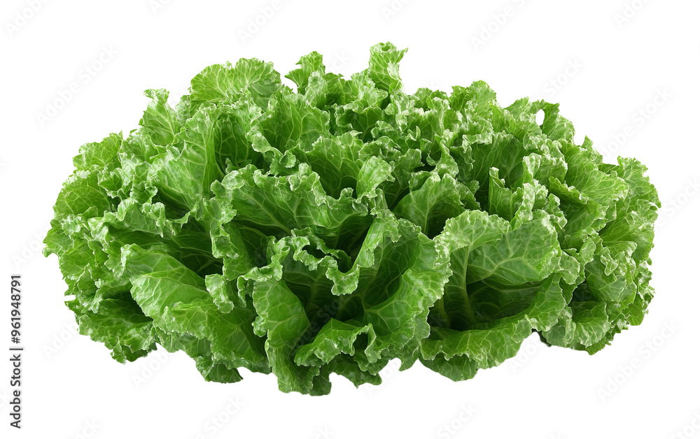 Fresh, green lettuce with crisp leaves, perfect for salads, garnishes, or healthy meals. Fresh, green lettuce with crisp leaves, perfect for salads, garnishes, or healthy meals.